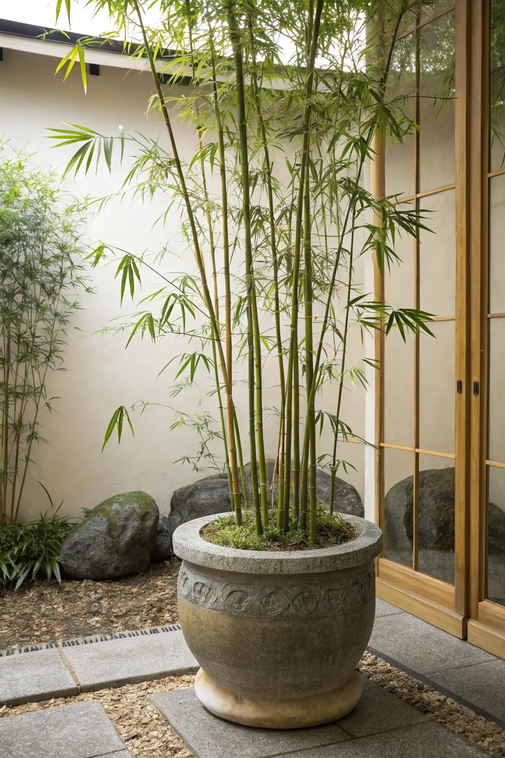 Bamboo in urns fosters tranquility and calm.