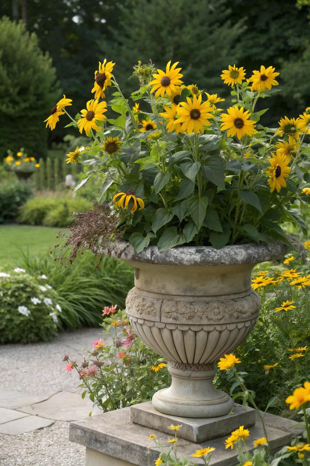 Sunflowers add rustic warmth and cheer to garden urns.