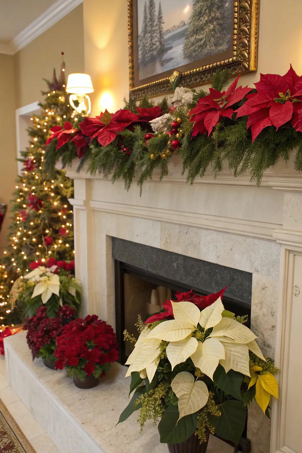 A colorful array of poinsettias bringing life to a holiday mantel.
