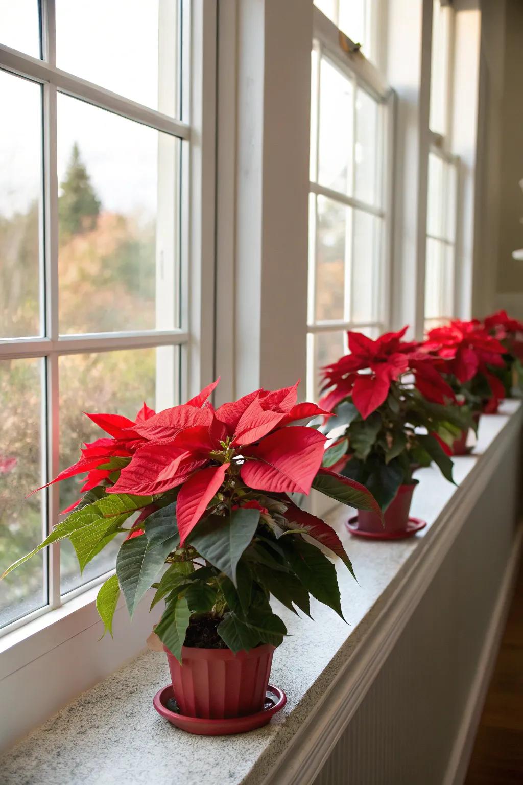 Poinsettias basking in natural light add cheer to any window.