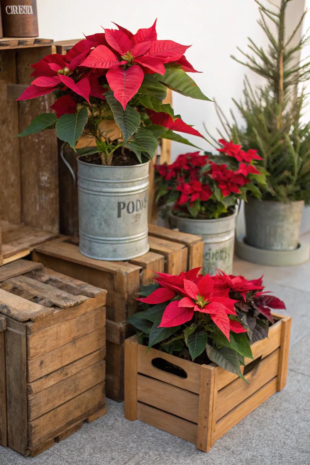 Creative containers give poinsettias a fresh and unique look.