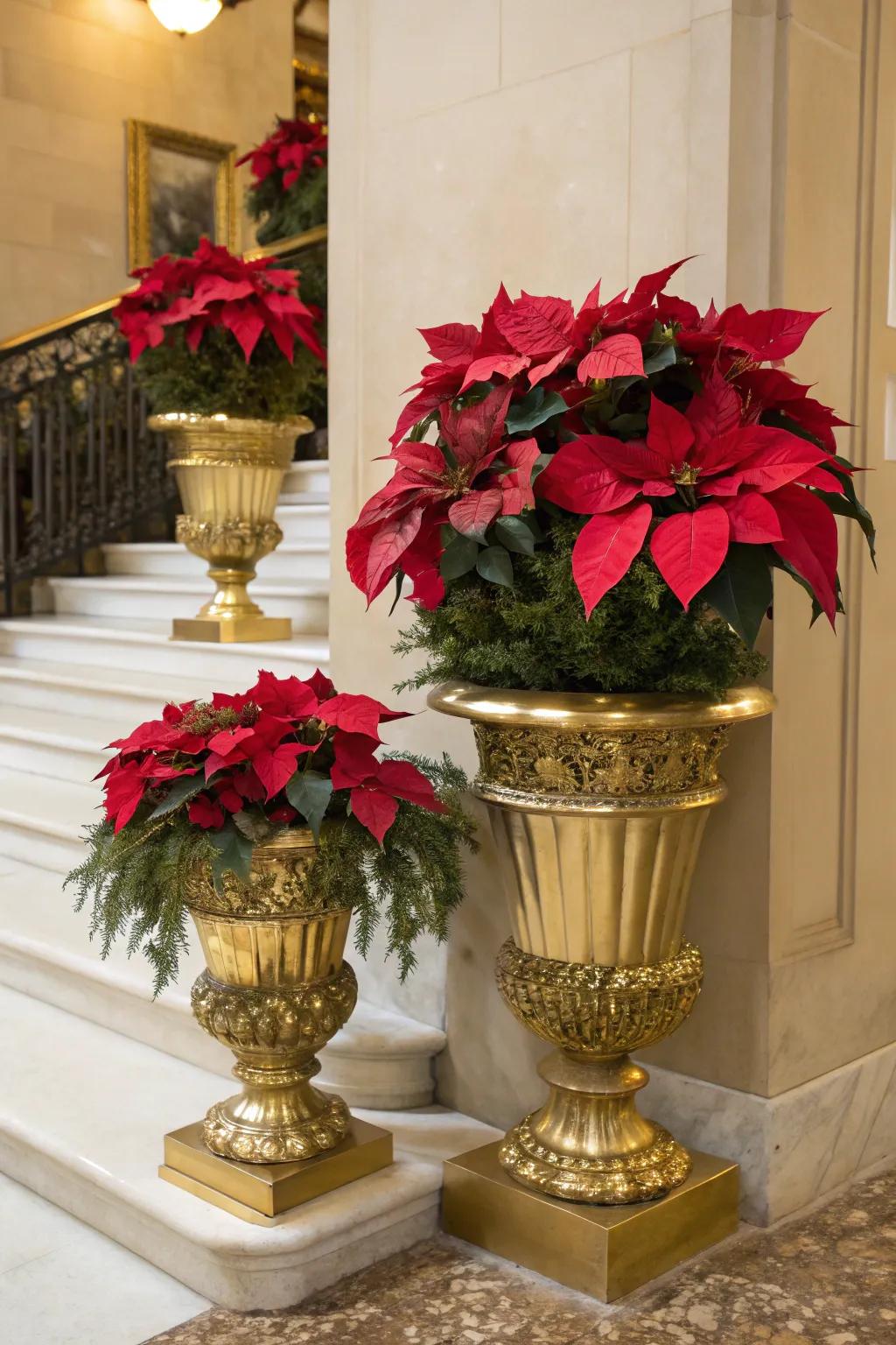Gold accents elevate the elegance of poinsettias.