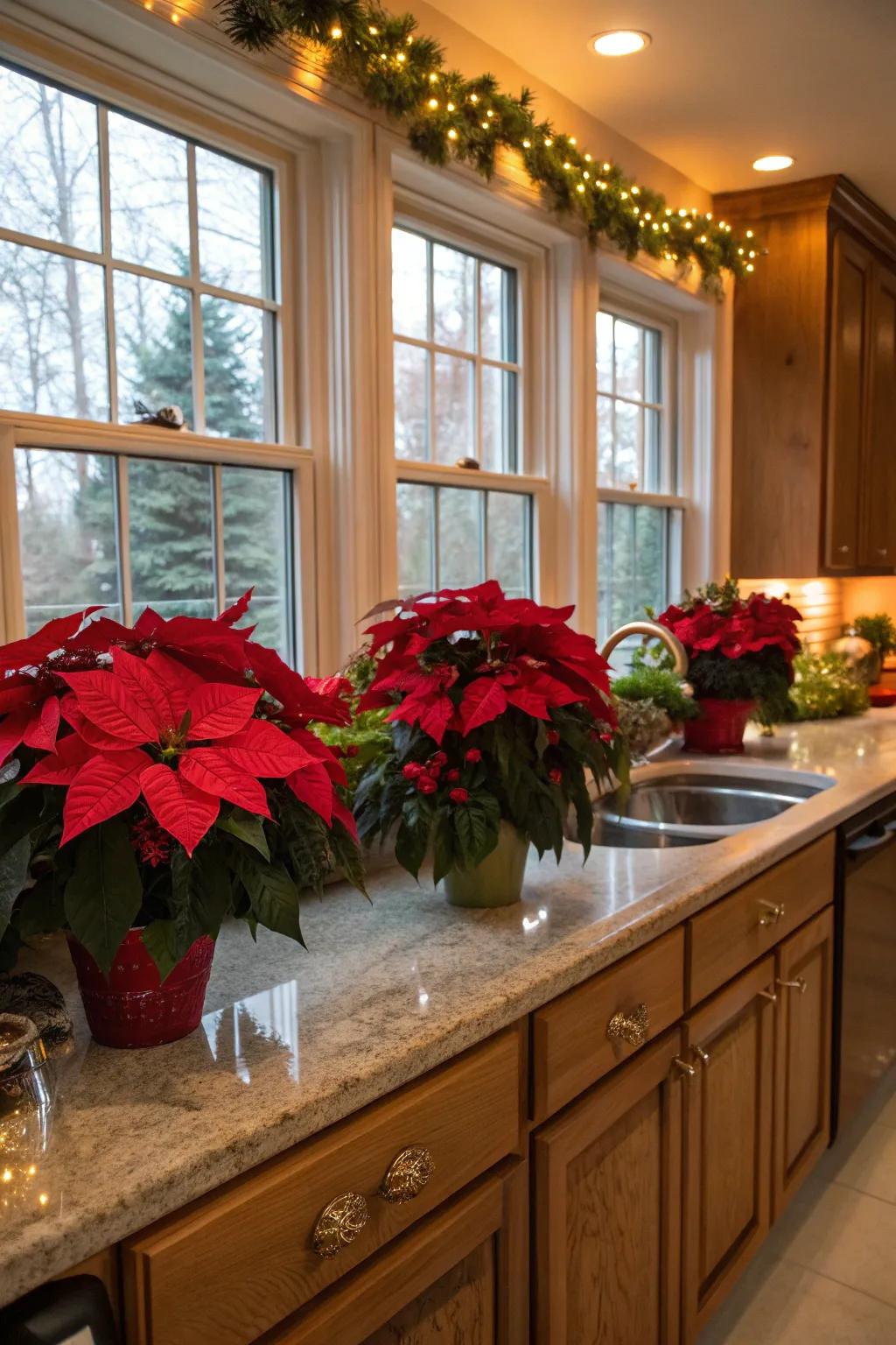 Poinsettias bring vibrant cheer to the kitchen.