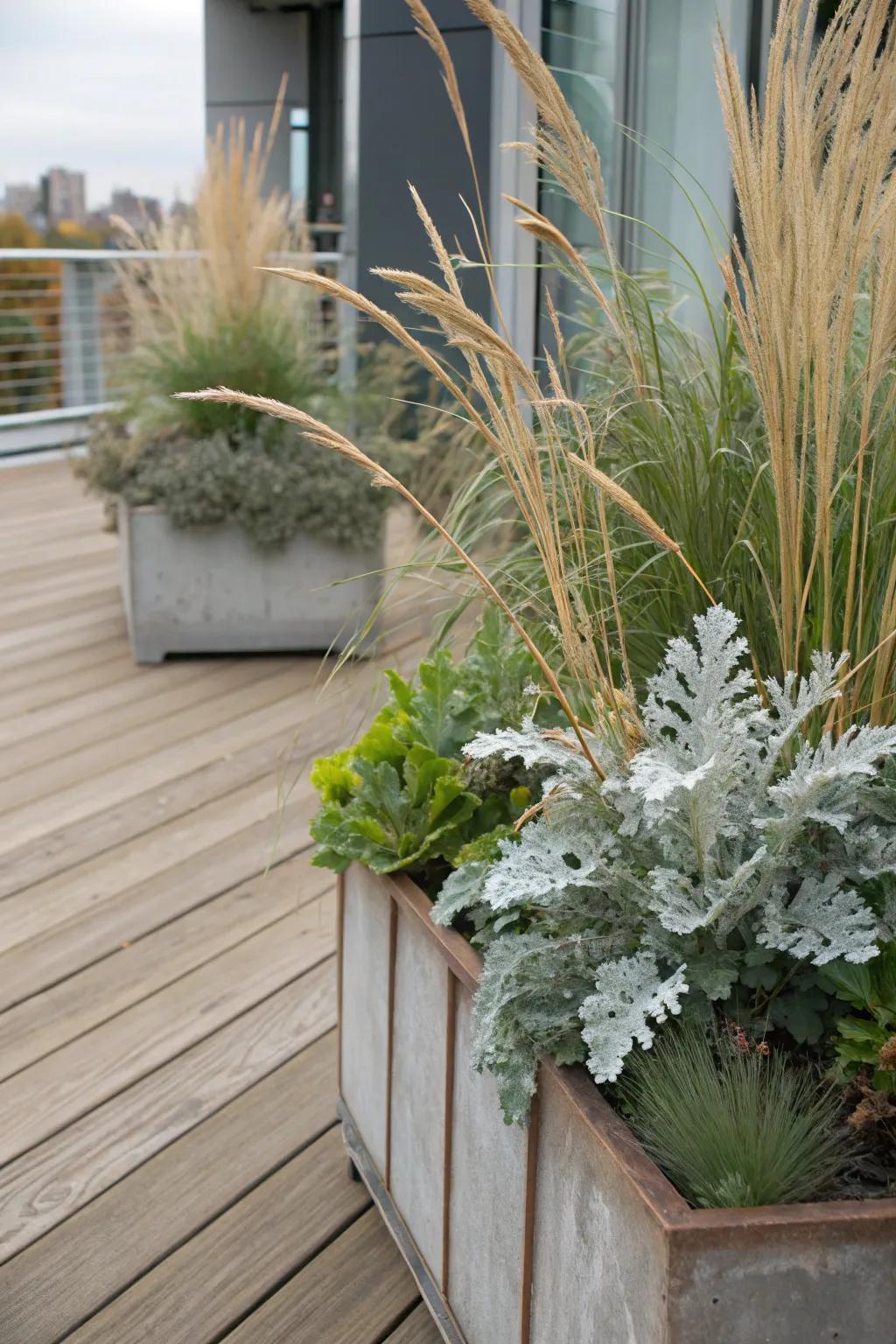 A striking mix of dusty miller and tall grasses, perfect for adding height.