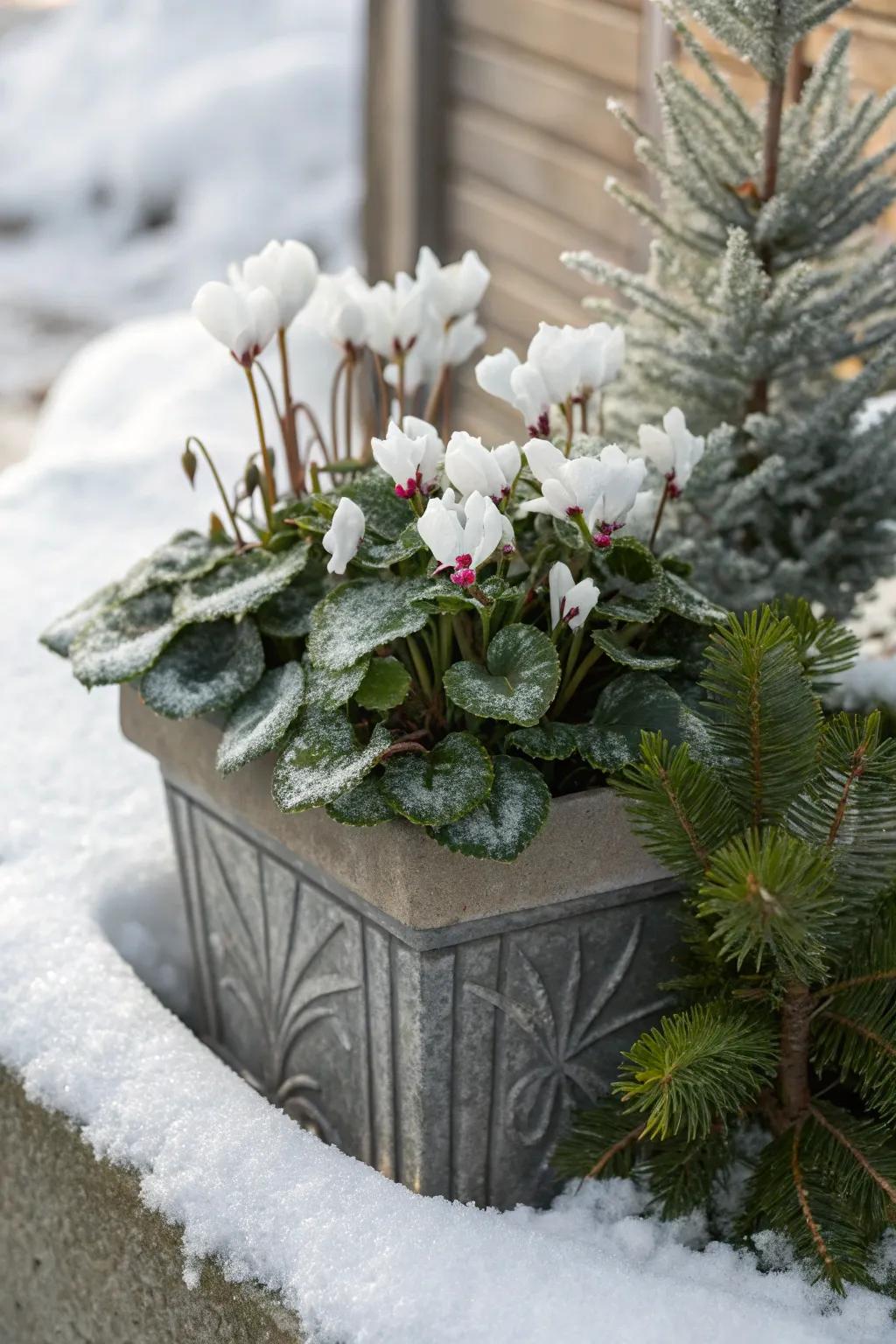 A serene winter wonderland with dusty miller and white cyclamen.