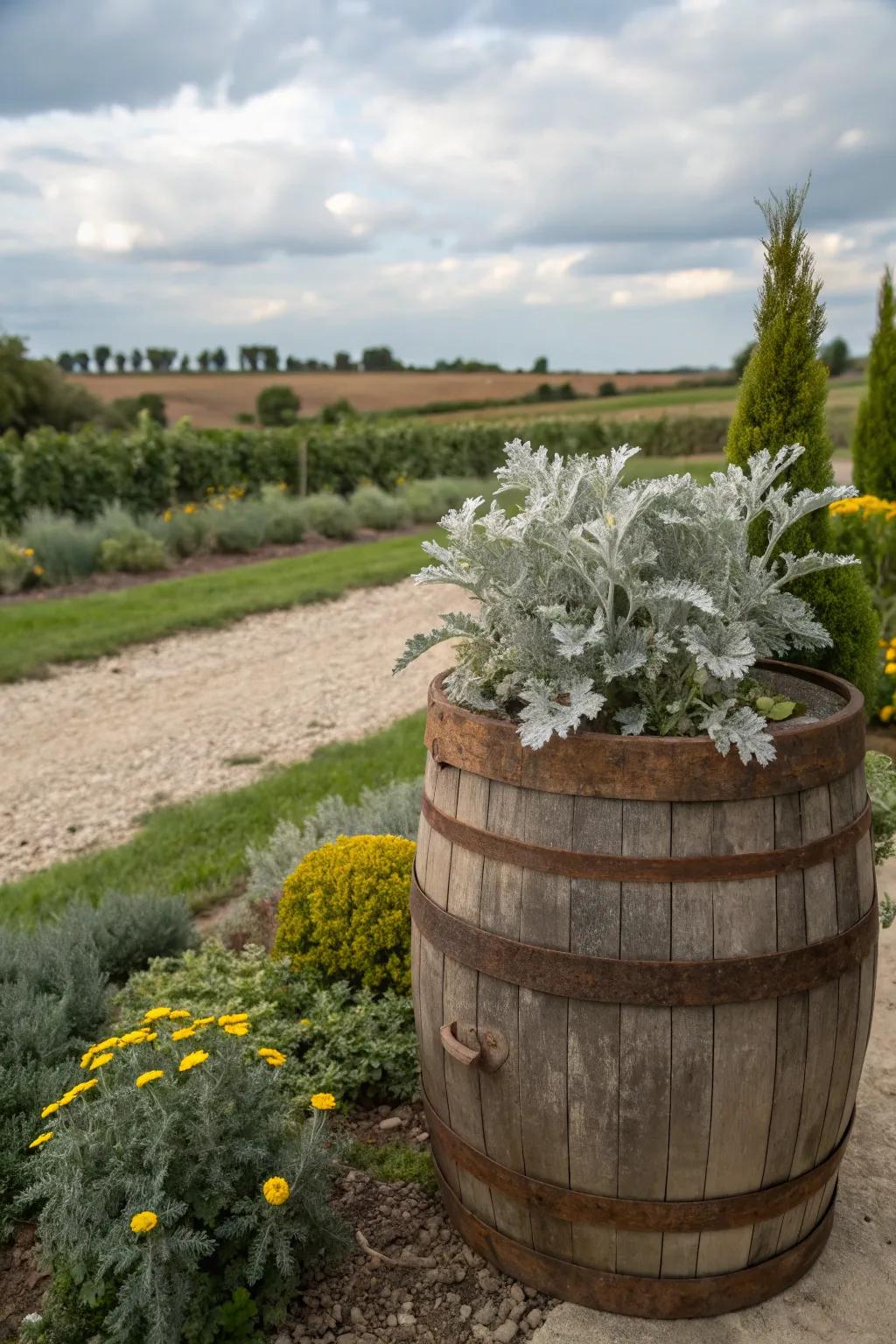 Rustic elegance with dusty miller in a wooden barrel.