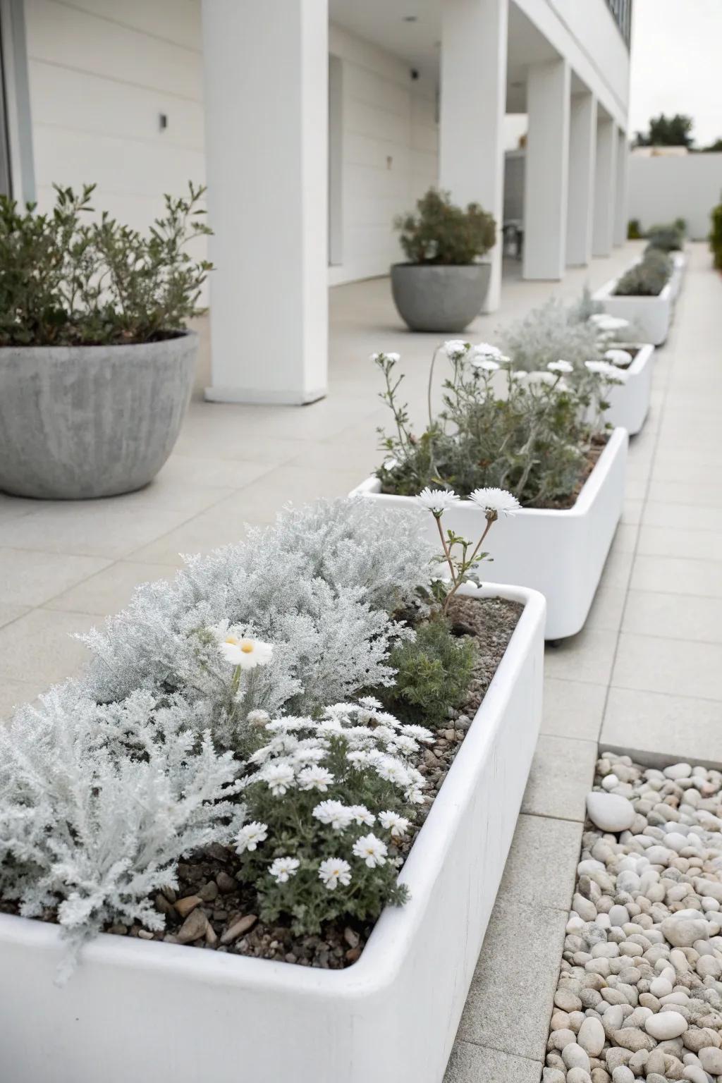 A serene monochrome display with dusty miller and white blooms.