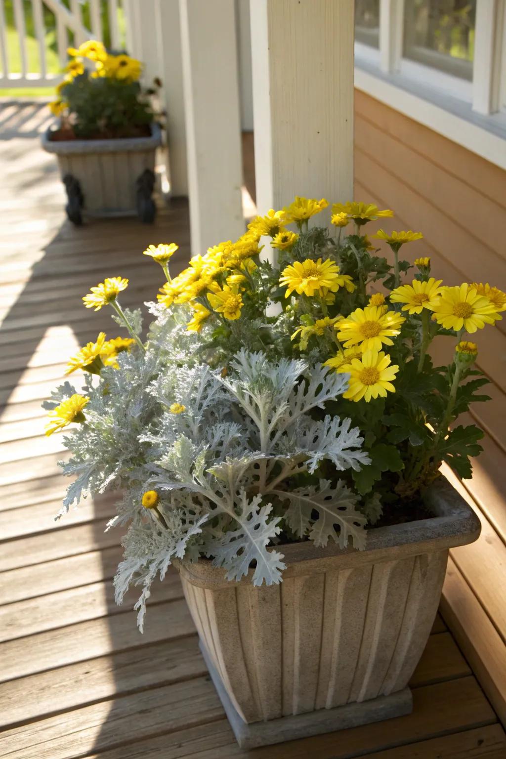 A cheerful contrast of dusty miller and yellow blooms.