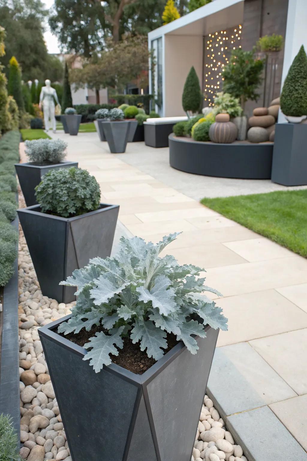 Artistic flair with dusty miller in geometric containers.