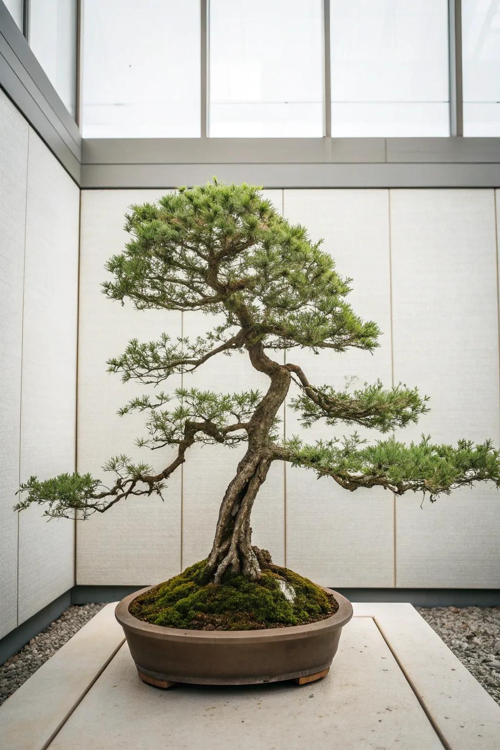 Embrace minimalism to let your bonsai's natural beauty shine.