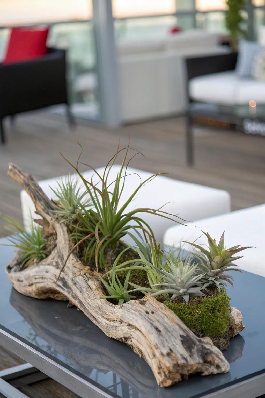 Low-maintenance beauty with driftwood and air plants.