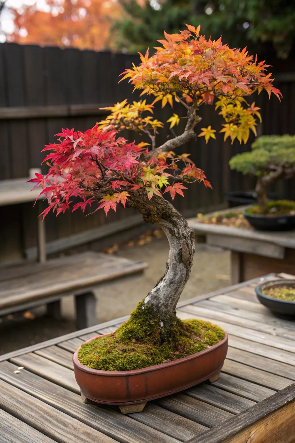 A seasonal showcase of a bonsai tree with autumn colors