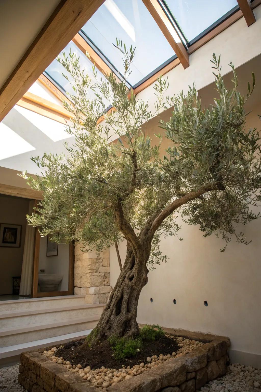 An olive tree under a skylight, bringing a touch of Mediterranean warmth indoors.