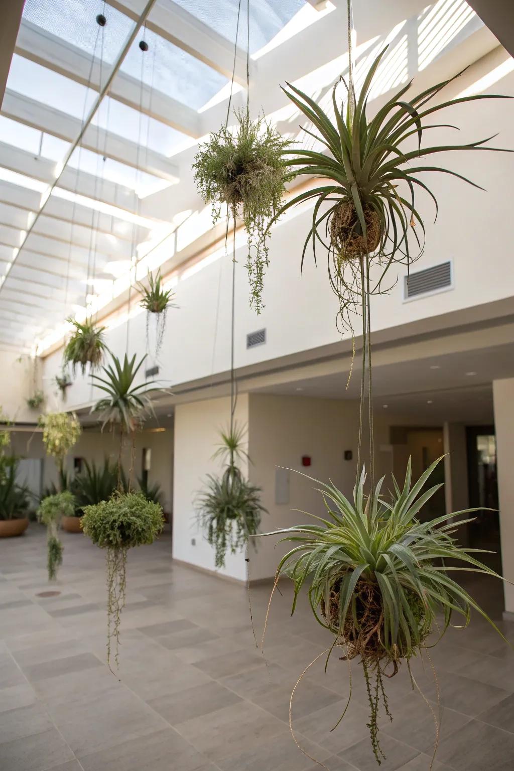 Air plants suspended under a skylight, creating a modern, airy display.