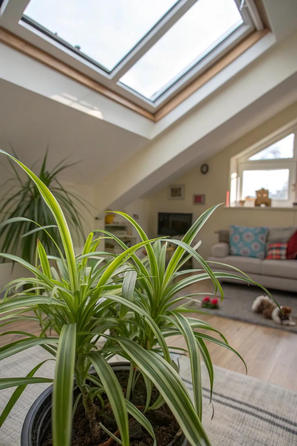 Pet-friendly spider plants thriving under a skylight, perfect for homes with animals.