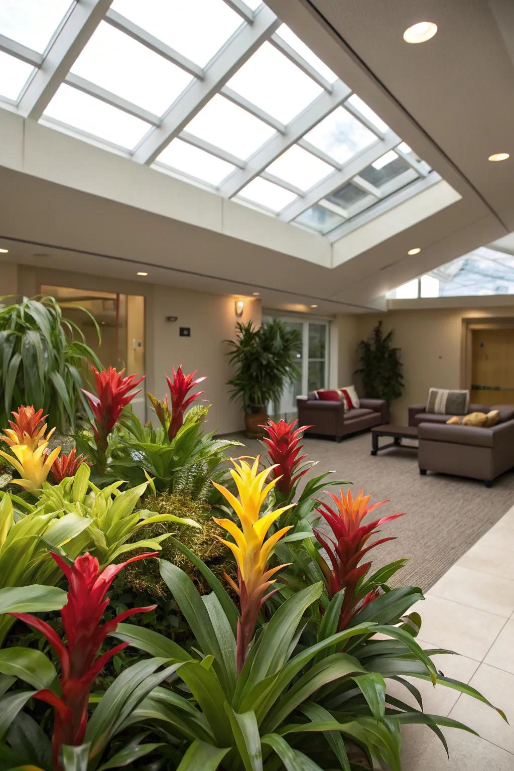 Bromeliads under a skylight, bringing vibrant color and tropical vibes to the room.