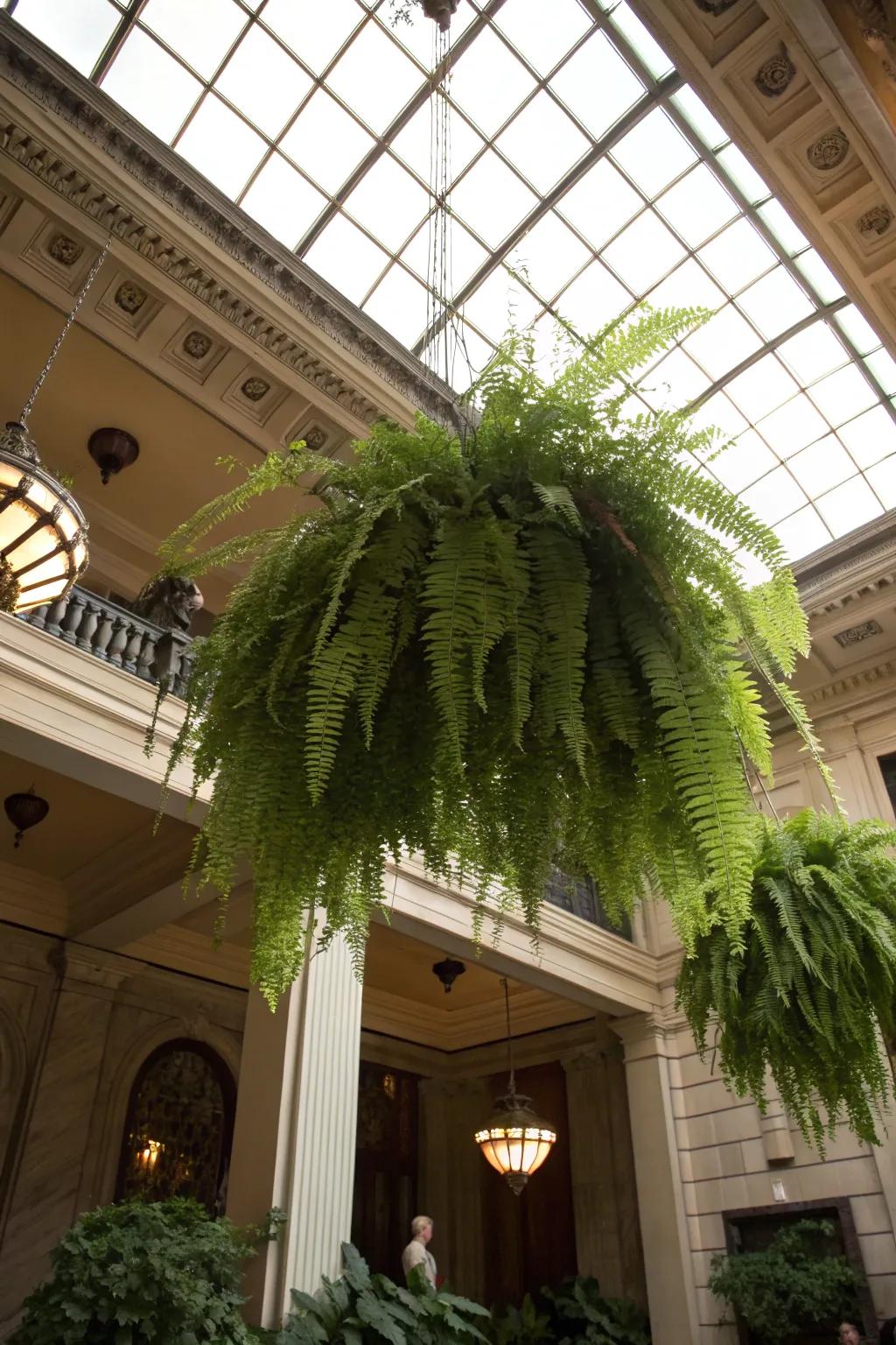 Boston ferns under a skylight, adding a lush and classic texture to the room.