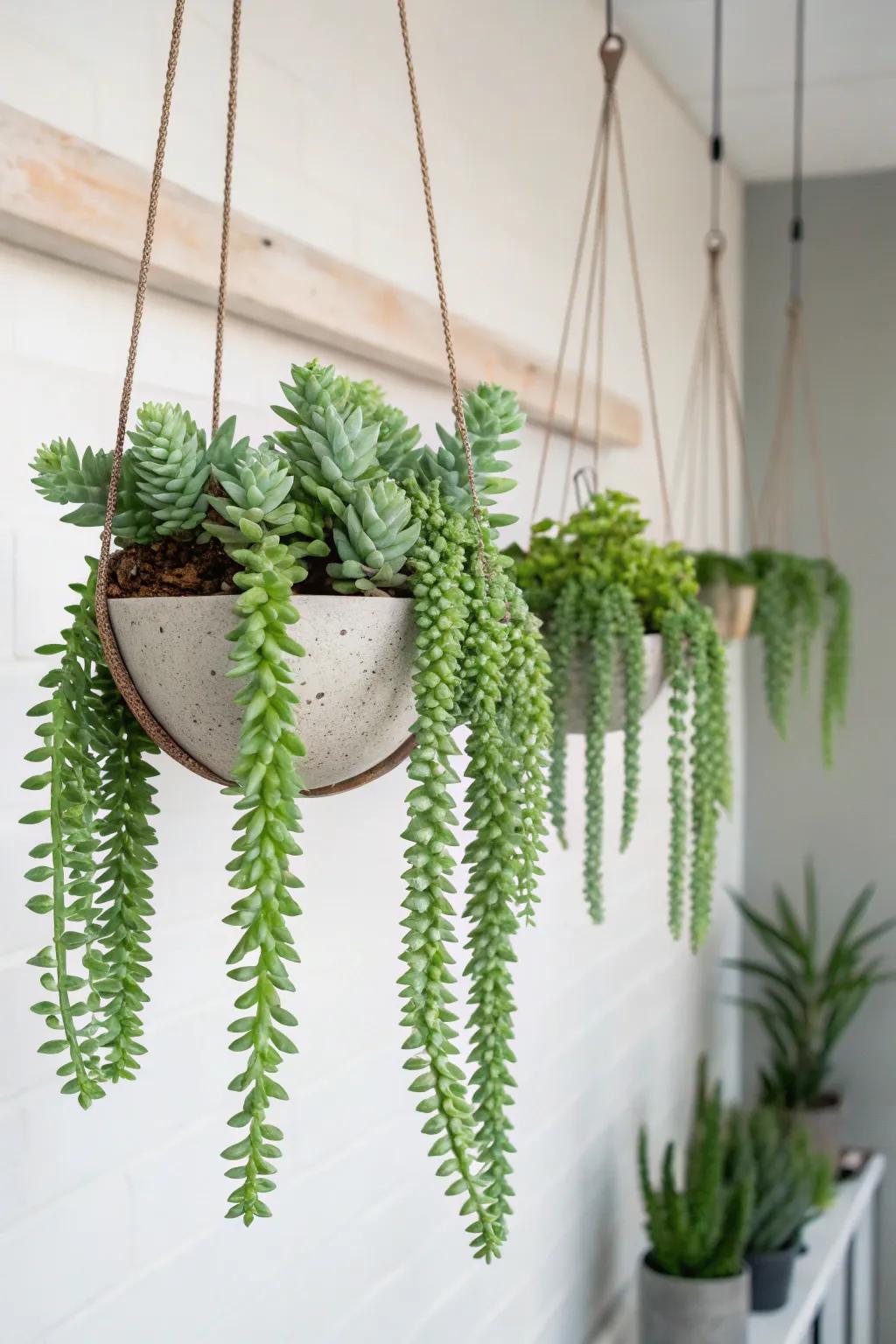 Cascading succulents provide striking textures and are easy to care for.