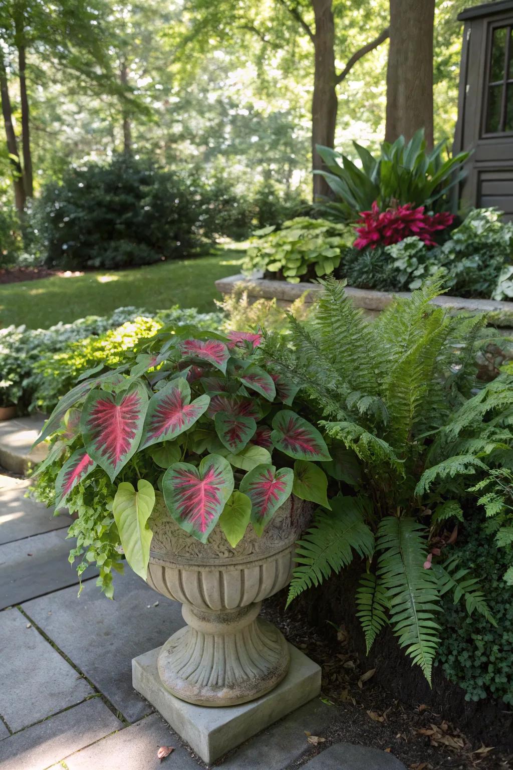 Brighten shady areas with colorful foliage from caladiums and ferns.