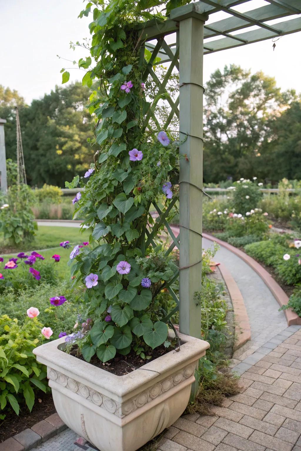 Add vertical interest to your garden with vibrant climbing vines.