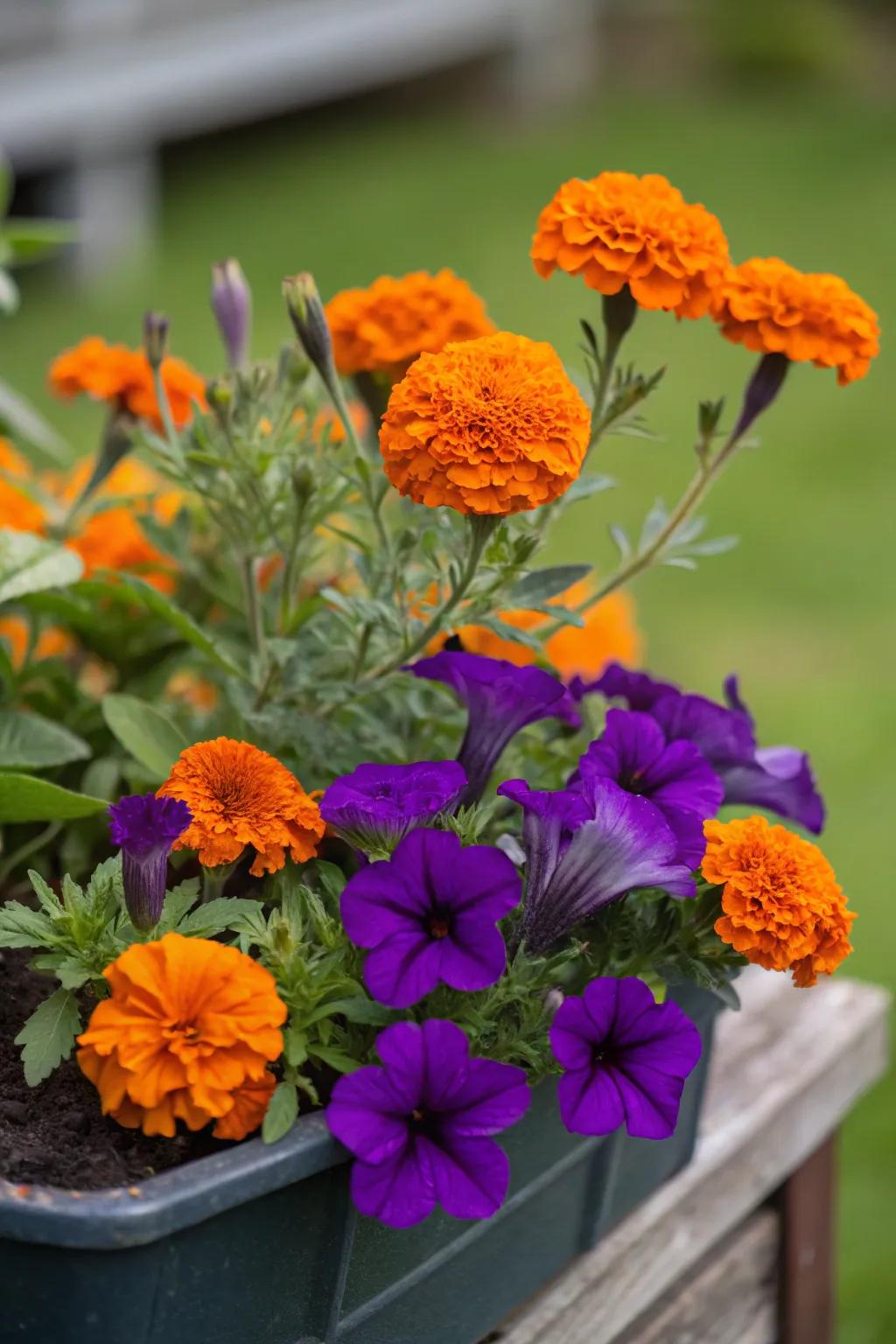 Turn heads with a striking combination of contrasting colors in your planter.