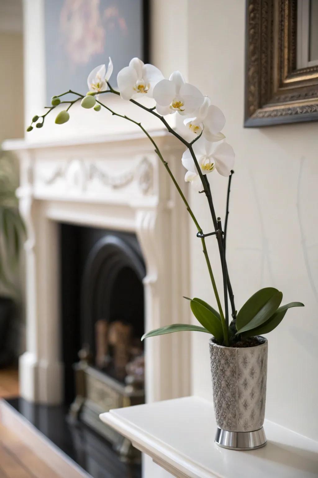 A single orchid on a mantelpiece embodies modern elegance.