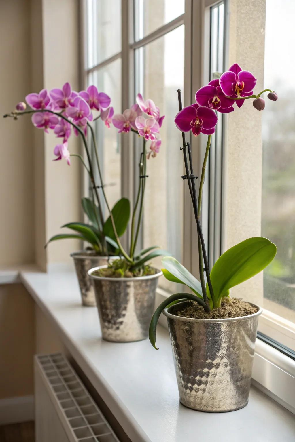Metallic planters give orchids a modern, chic vibe.