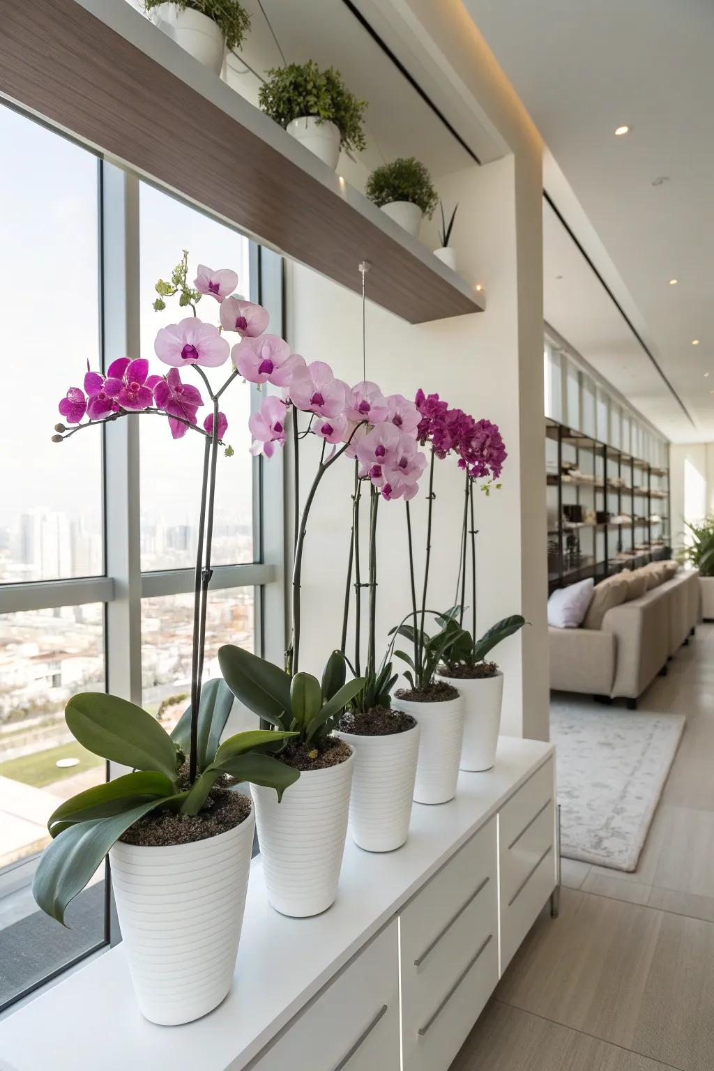 Orchids on a high shelf add height and intrigue.