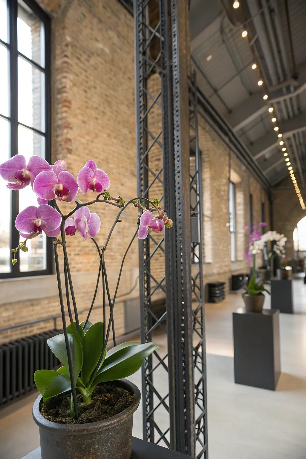 Metal elements give orchids an industrial-chic appeal.