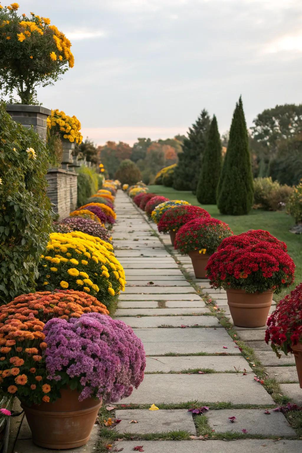 A charming walkway lined with vibrant mums.