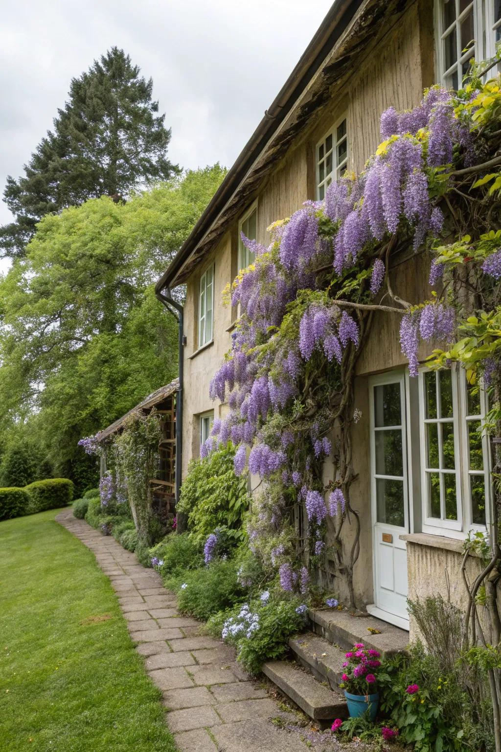 A classic home facade adorned with blooming wisteria.