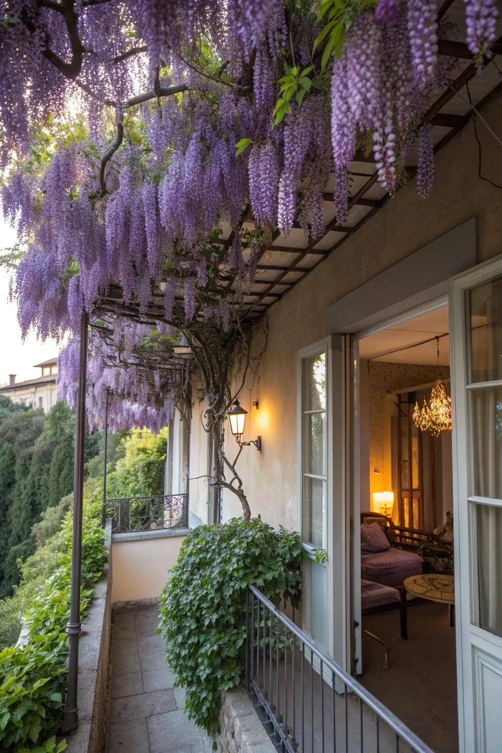 A living curtain of wisteria creating a private balcony retreat.