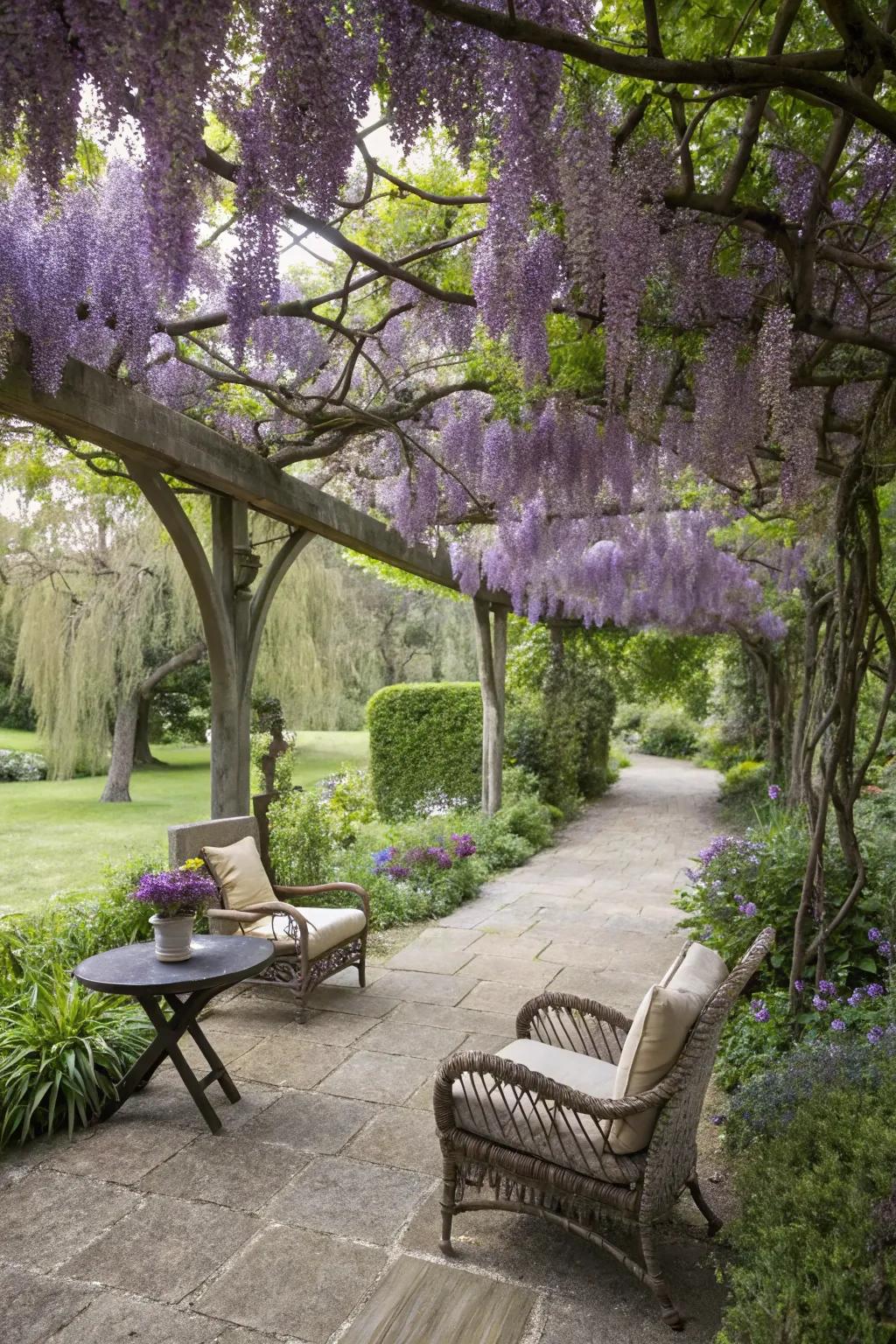 A cooling canopy of wisteria over a garden seating area.