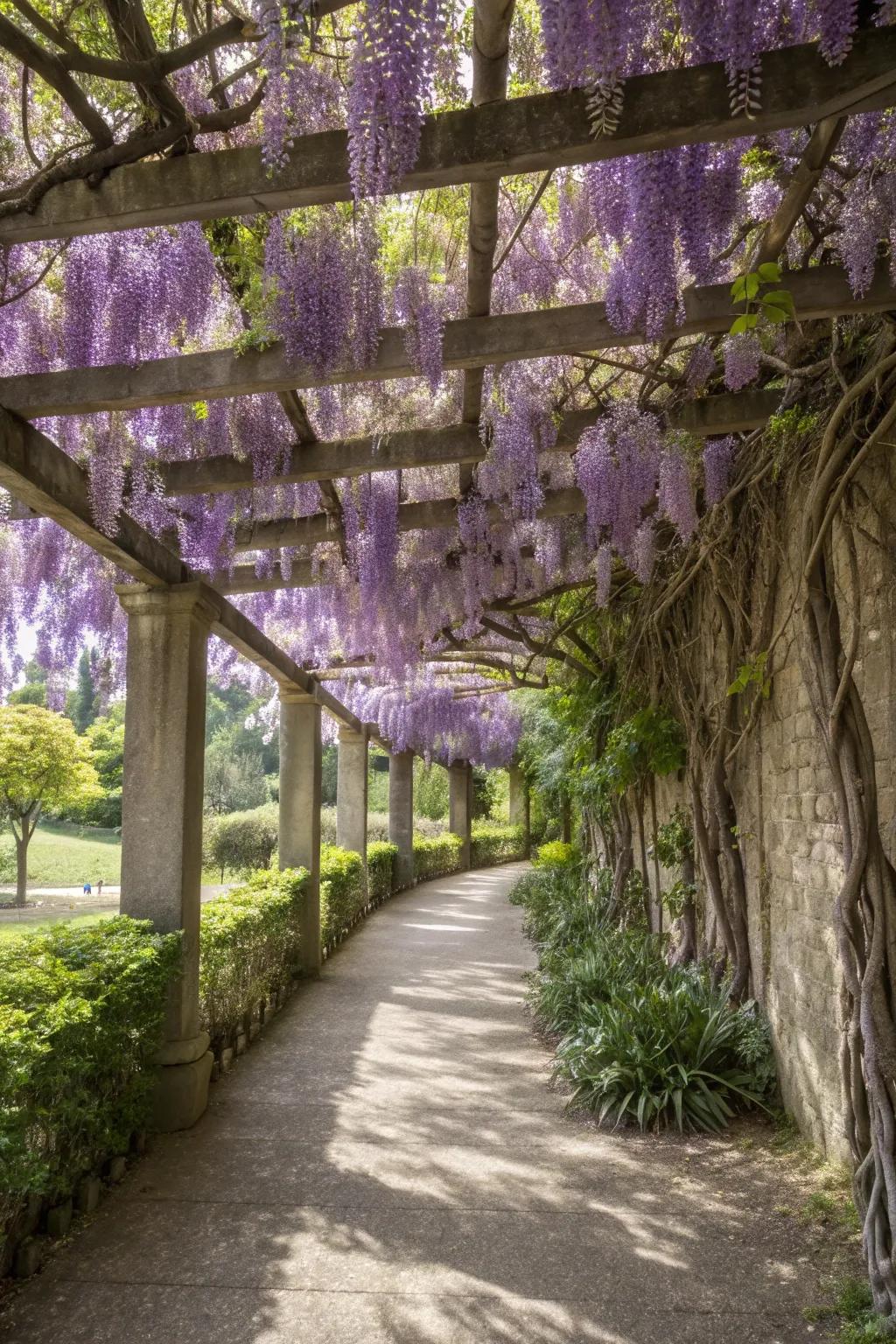 An elegant pergola extension with cascading wisteria.