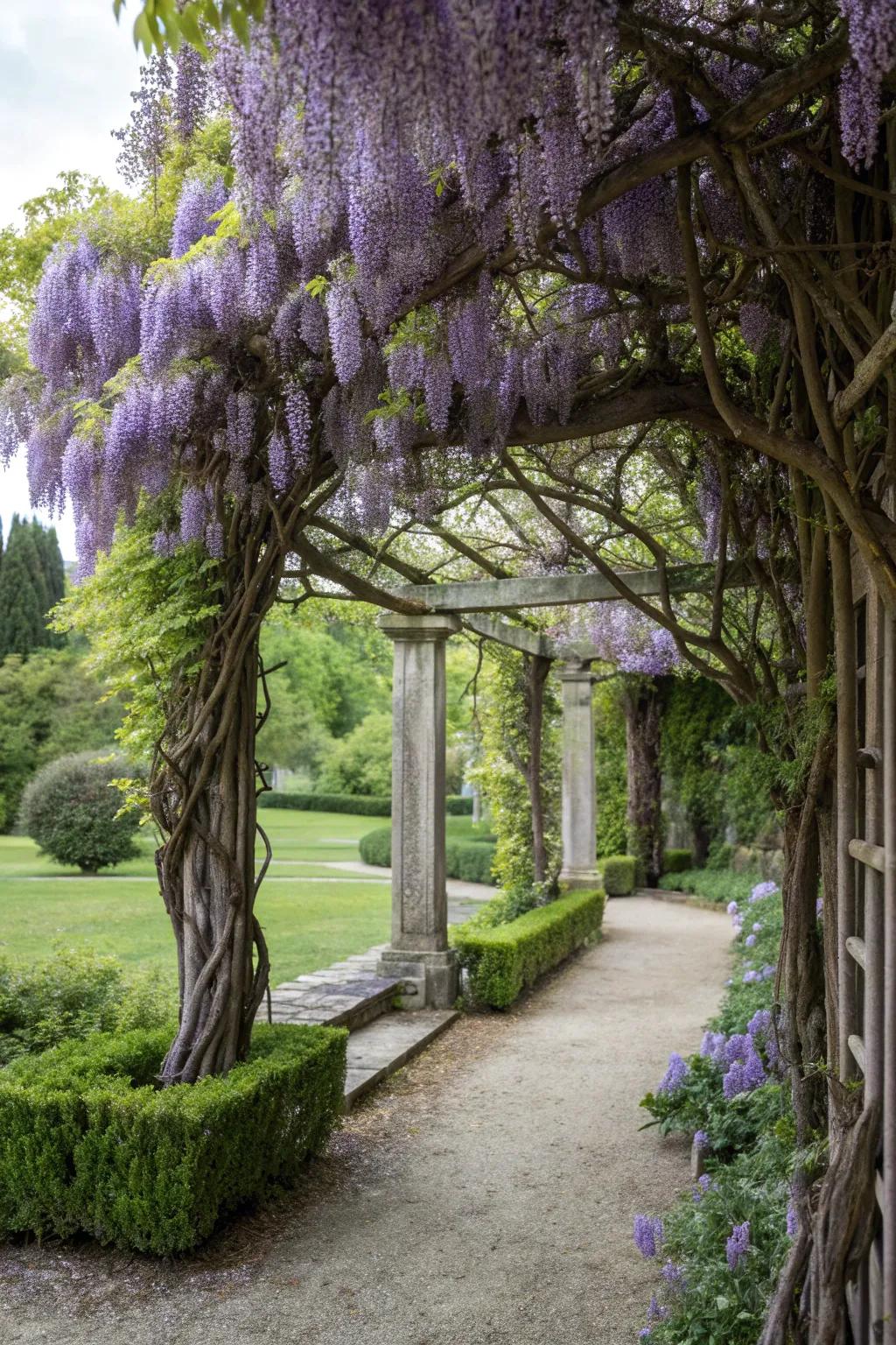 A beautiful and practical wisteria privacy screen.