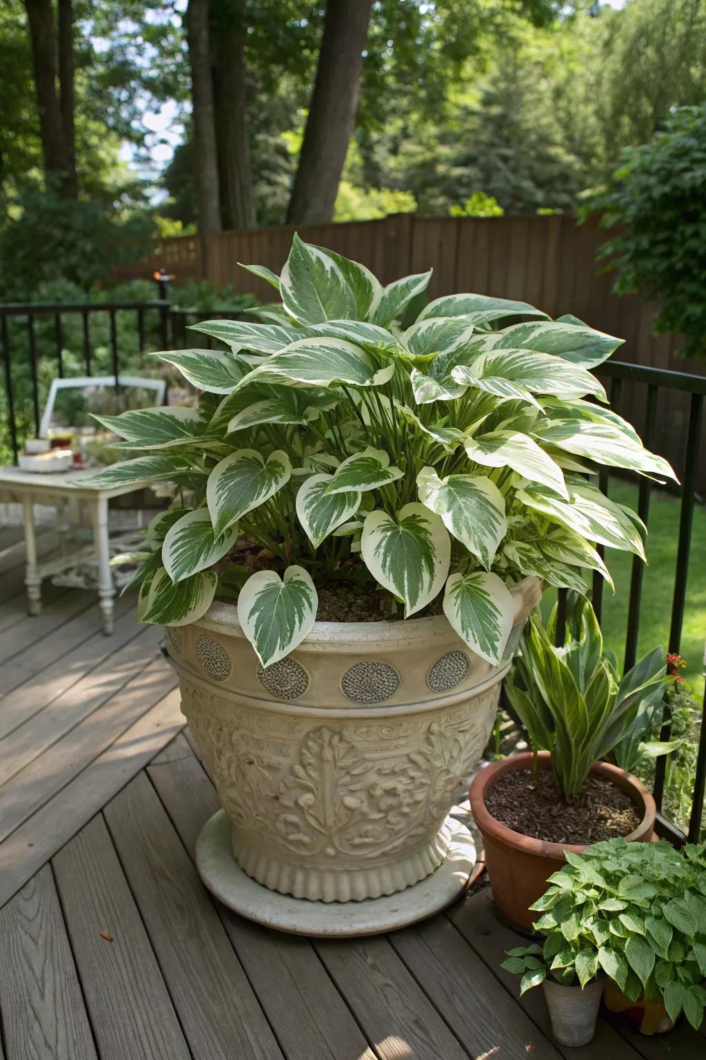 Add elegance to shady areas with a hosta planter.