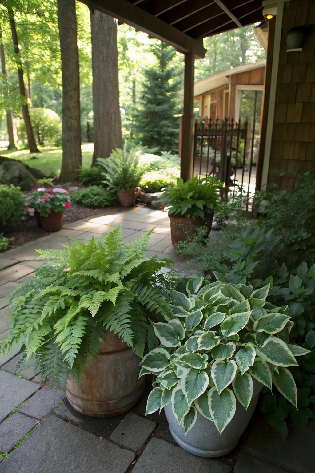 Bring elegance with Japanese painted ferns.