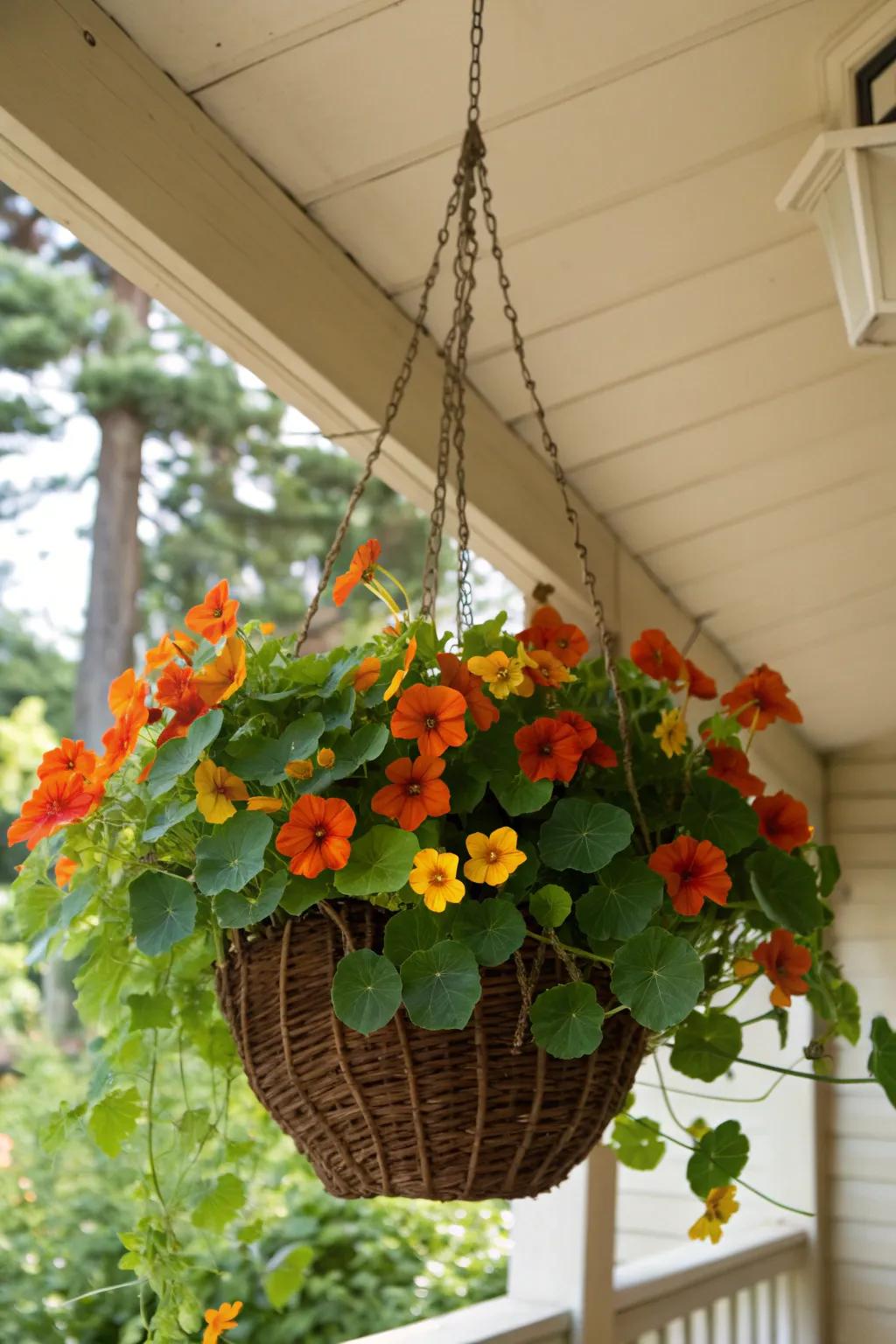 Add charm to your porch with cascading nasturtiums.