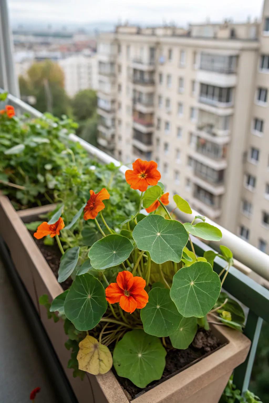 Maximize small spaces with compact nasturtium containers.