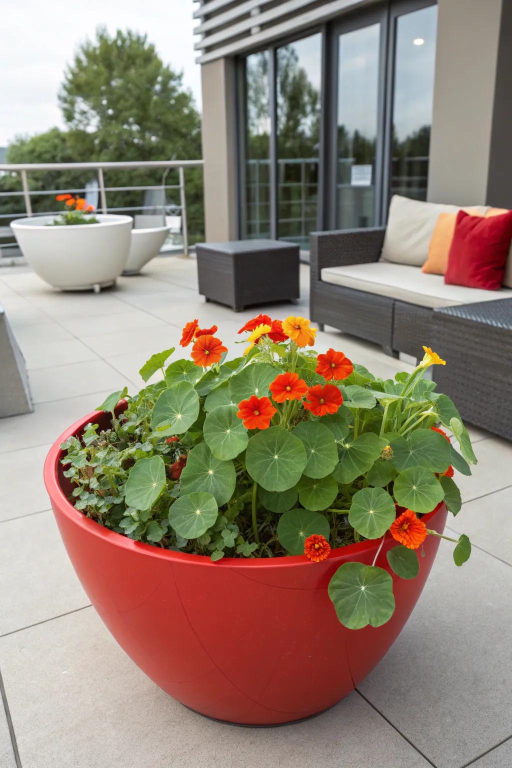 Add flair with creatively shaped containers for your nasturtiums.