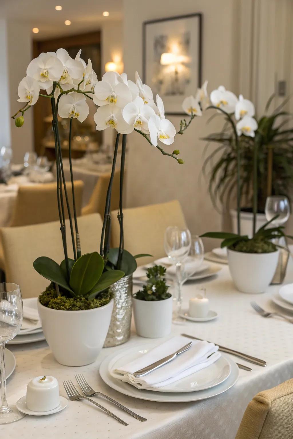 Orchids bring a splash of elegance to any dining table.