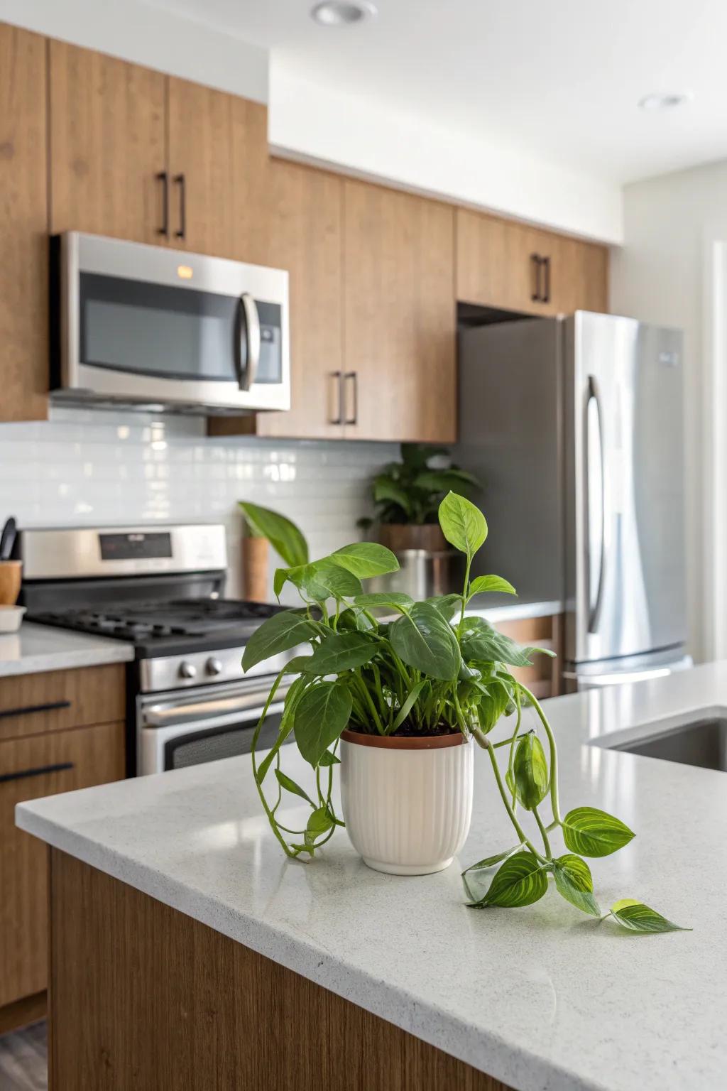 Add a lively touch to your kitchen with pothos.