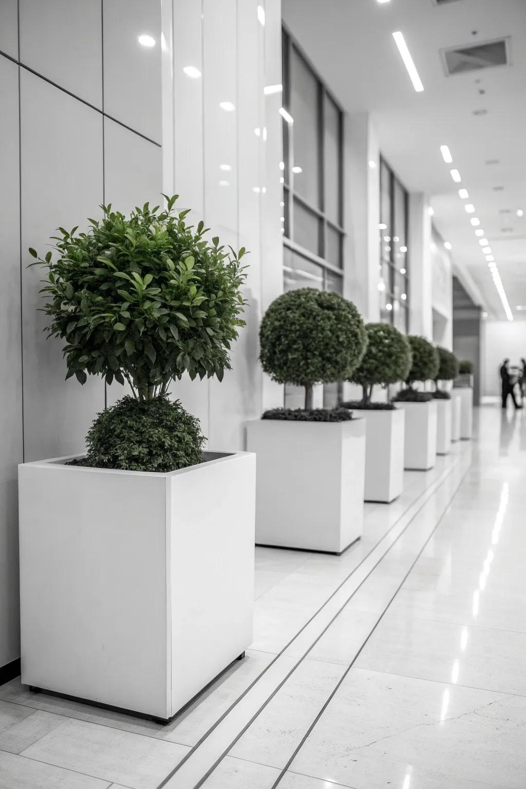 Monochrome planters offer a clean and modern aesthetic.