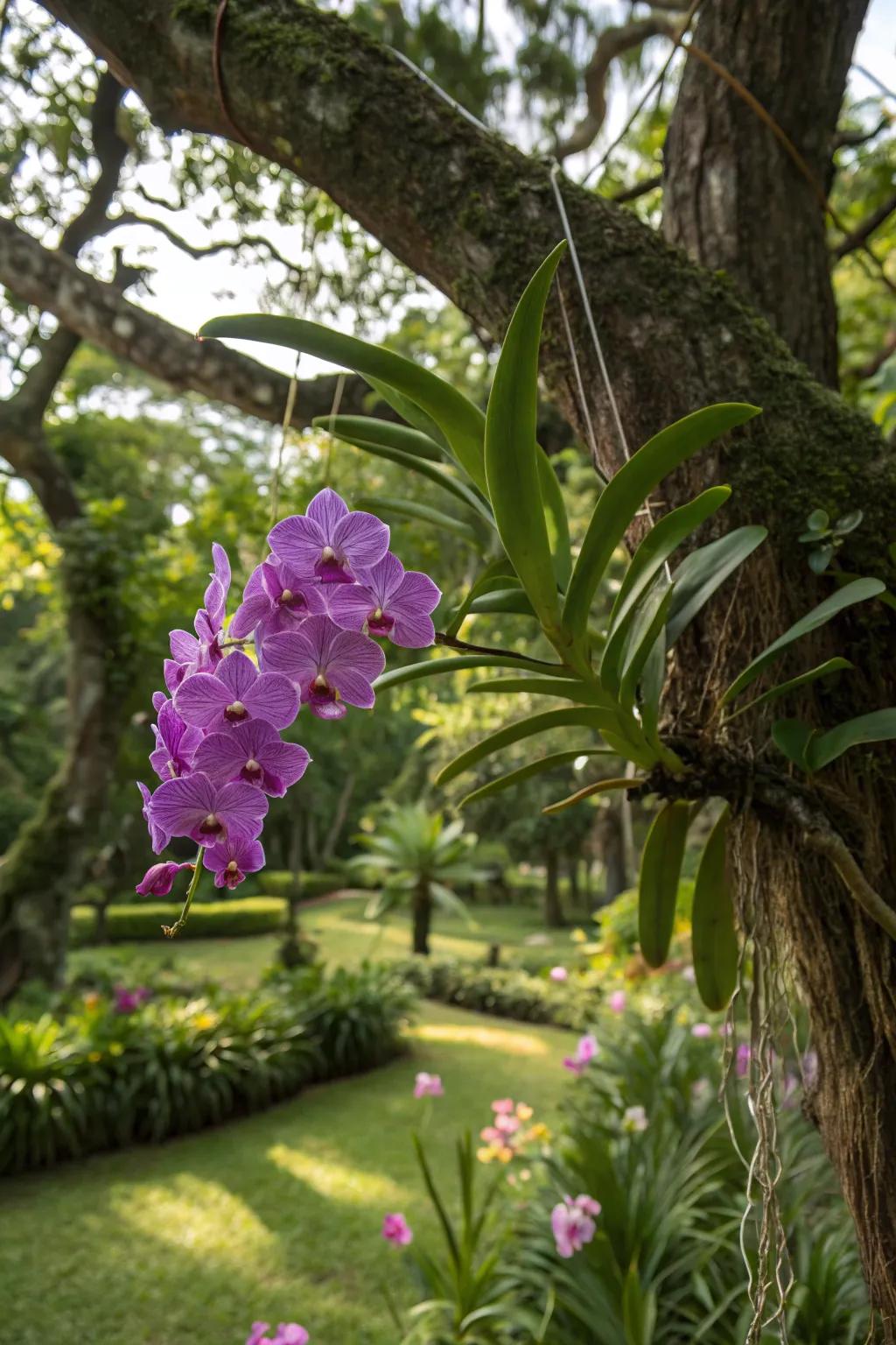 A Vanda orchid finds its natural home hanging from a garden tree.