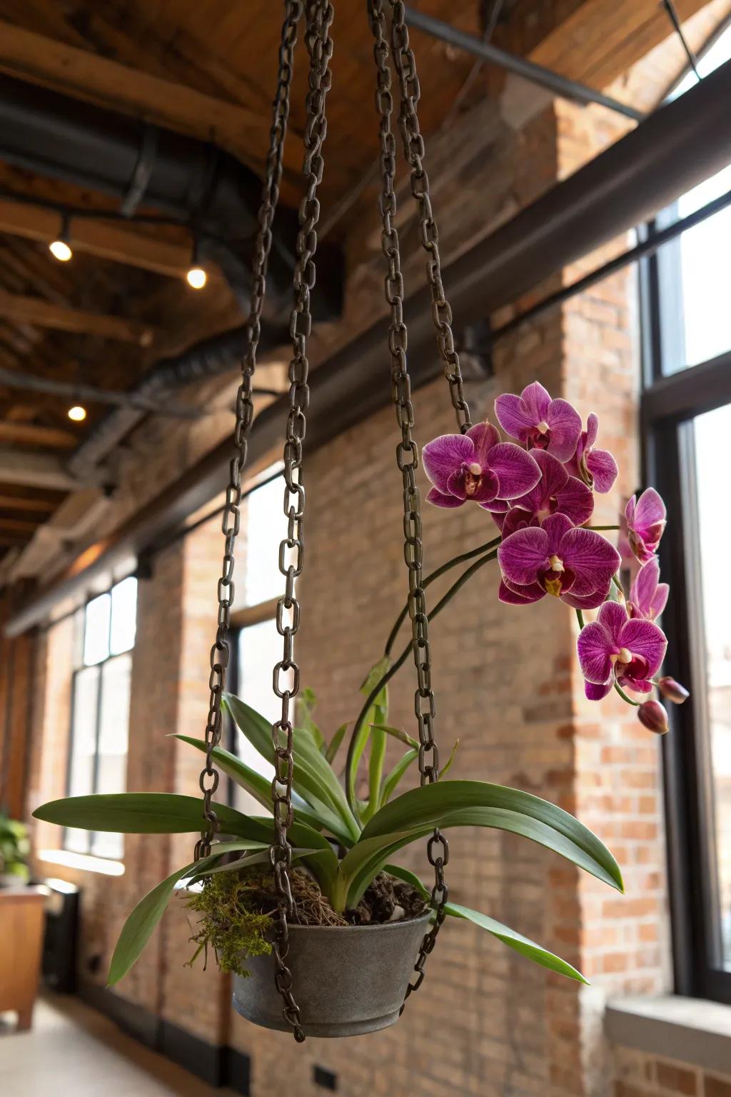 Industrial meets nature with Vanda orchids suspended by metal chains.