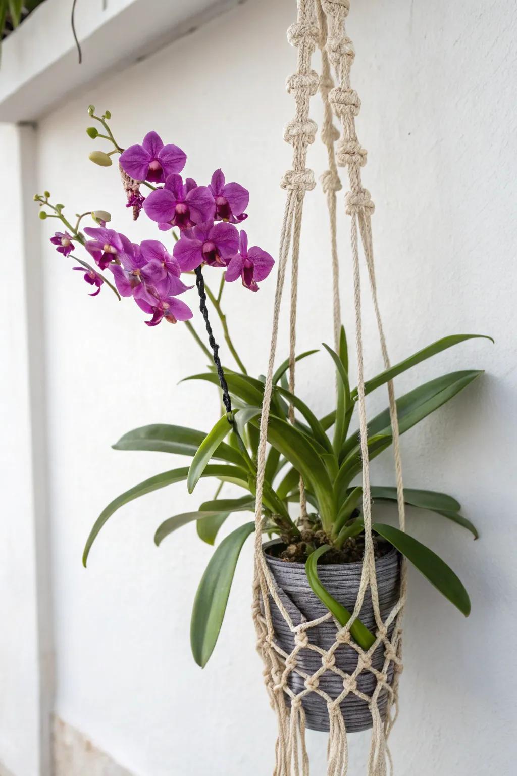 Boho-chic meets nature with a Vanda orchid in a macramé hanger.