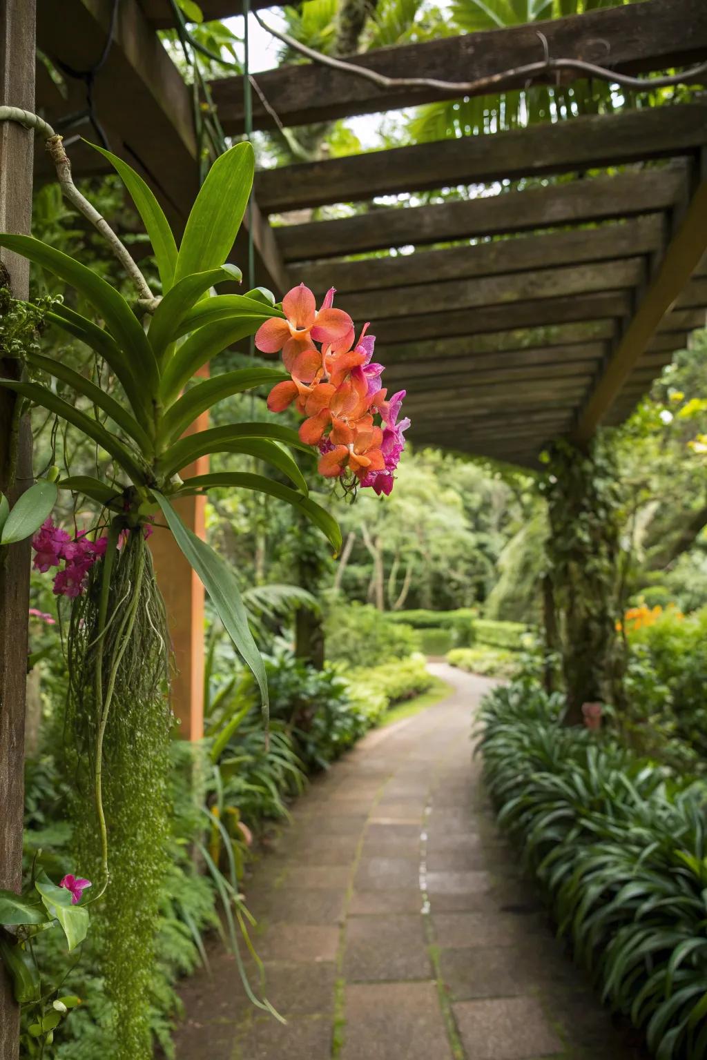 A pergola becomes a tropical paradise with hanging Vanda orchids.