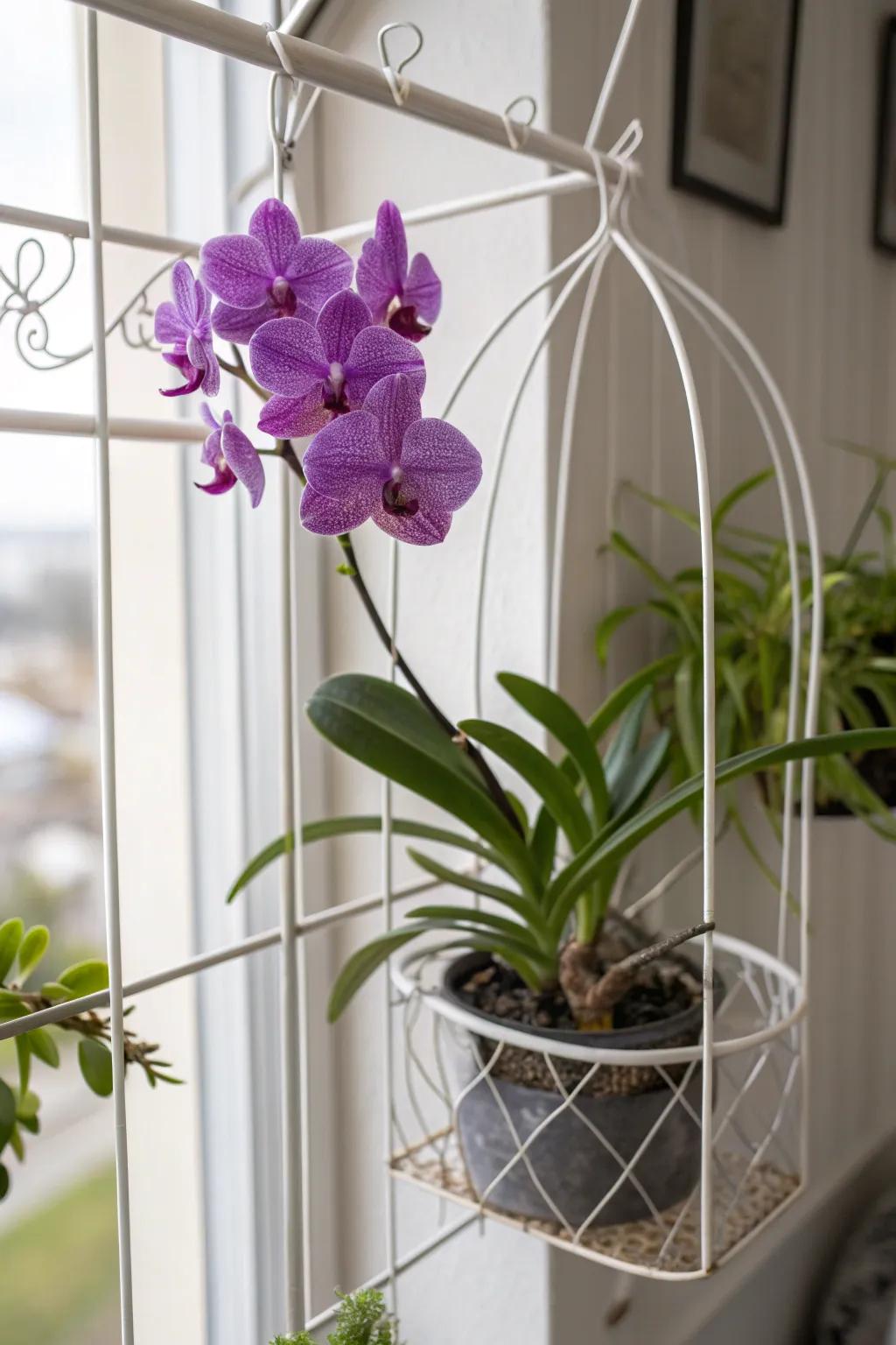 A minimalist wire frame enhances the Vanda orchid's cascading beauty.