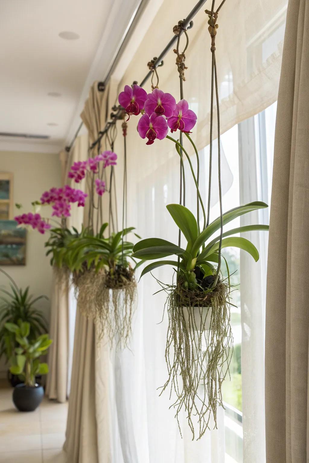 Curtain rods offer a whimsical way to display Vanda orchids.