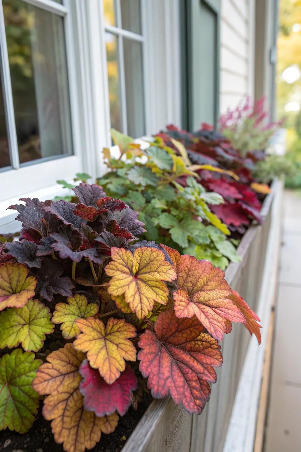 Heuchera adding color and texture.
